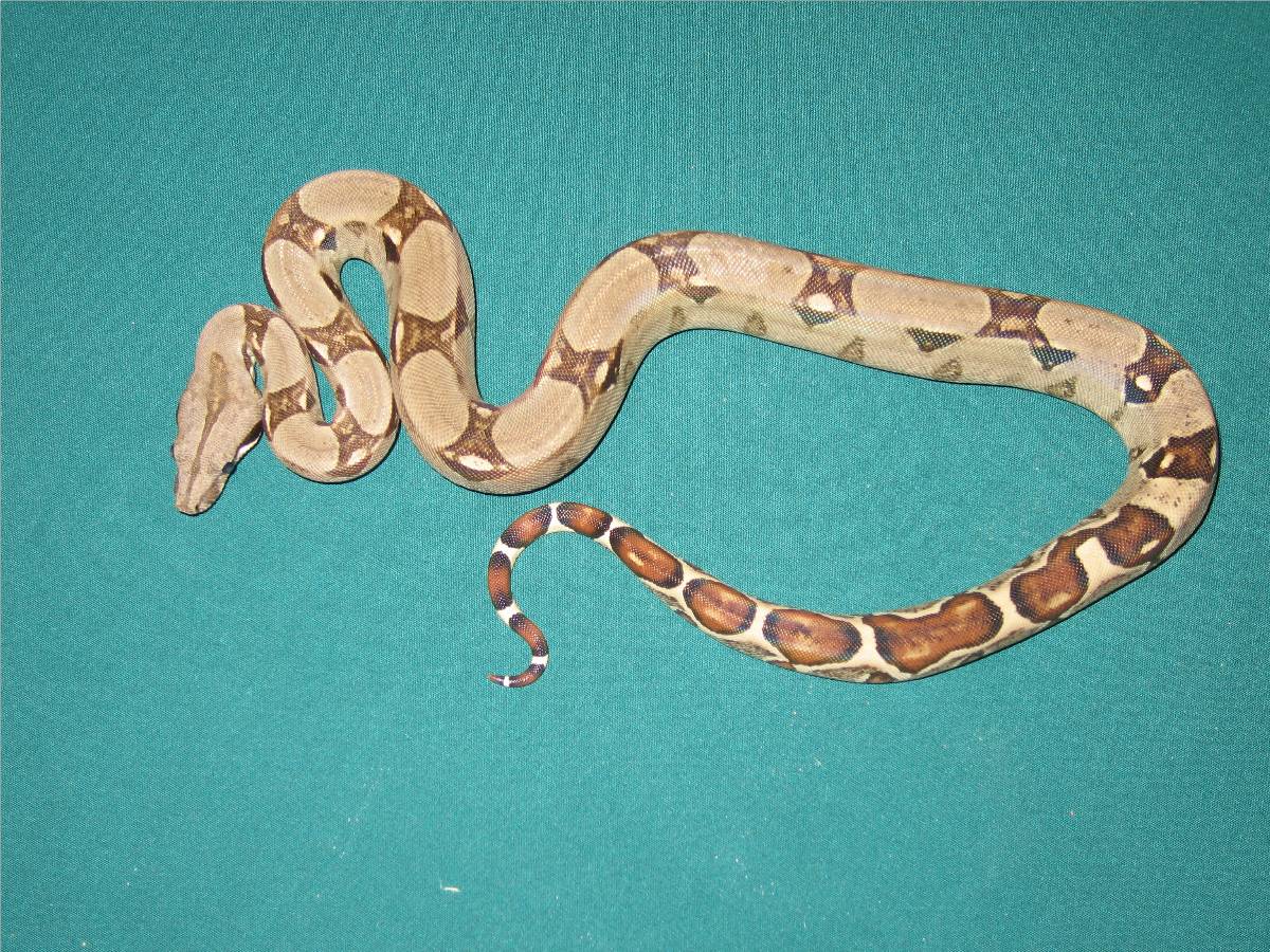 Mr Hisser