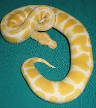 07 albino female