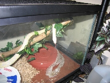 albino striped cal king