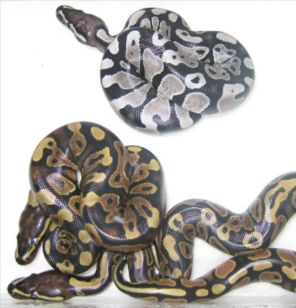 axanthic clutch