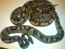axanthic 1 year later