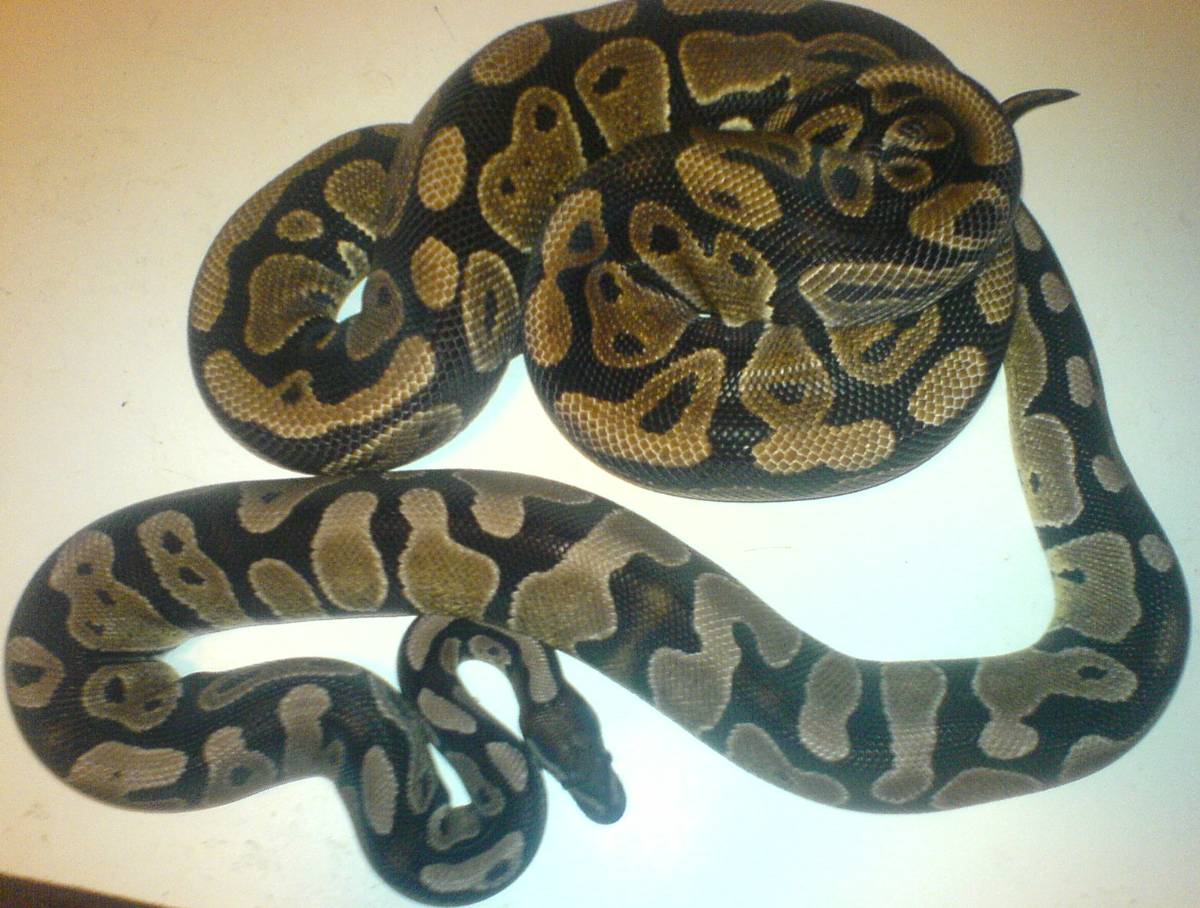 axanthic 1 year later