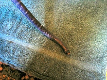 black milk yearling