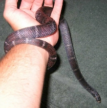 black milk yearling