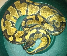 nice enchi