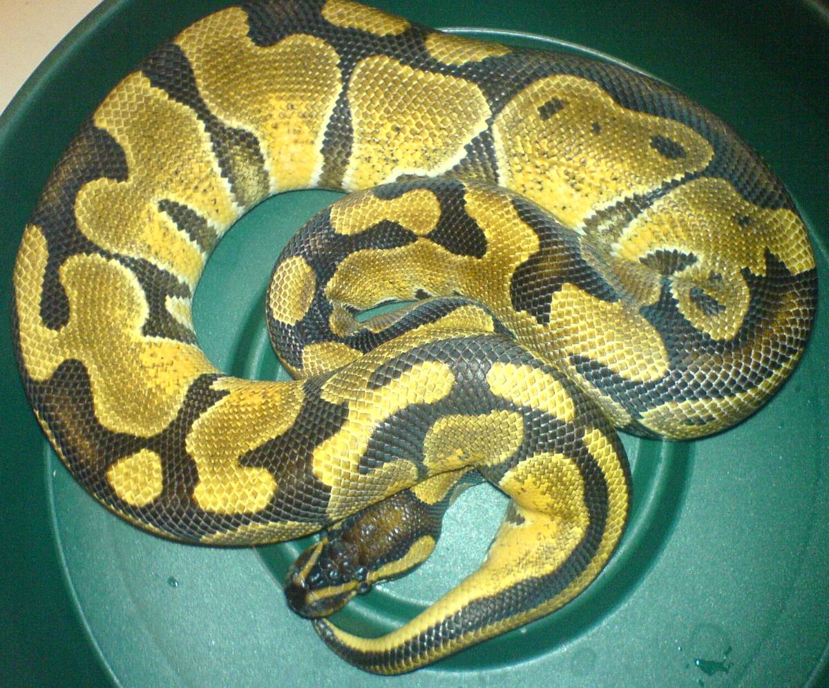 nice enchi