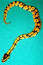 hatchling