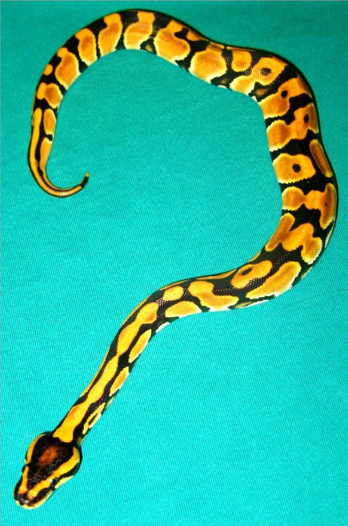 hatchling
