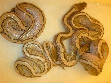 all four kingpins, 3 males, 1 female