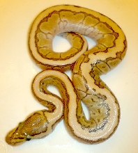 Male kingpin