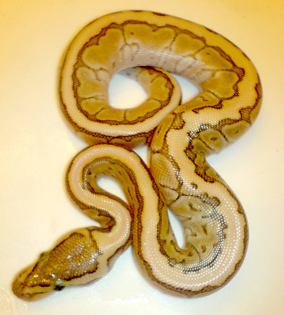 Male kingpin