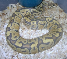 orange hypo