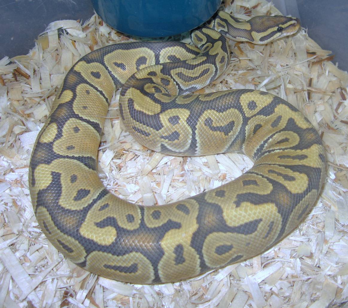 orange hypo