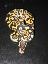 Male pastel