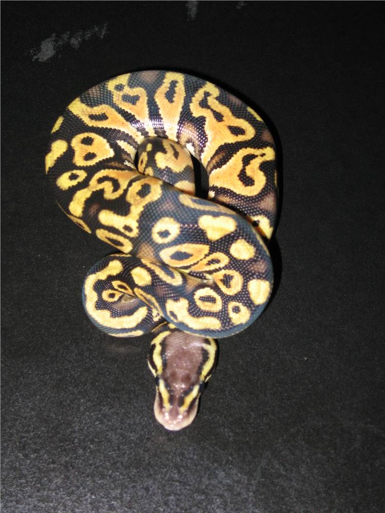 Male pastel