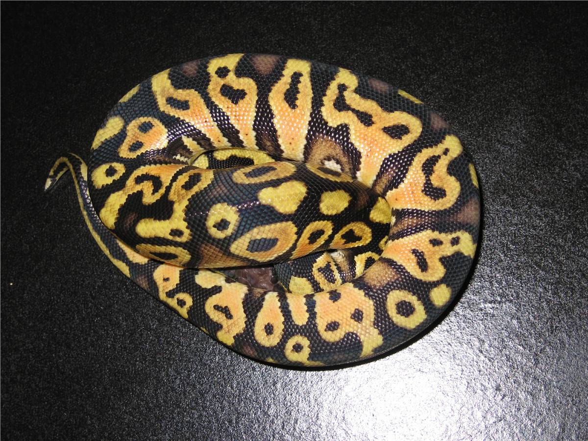 Pastel