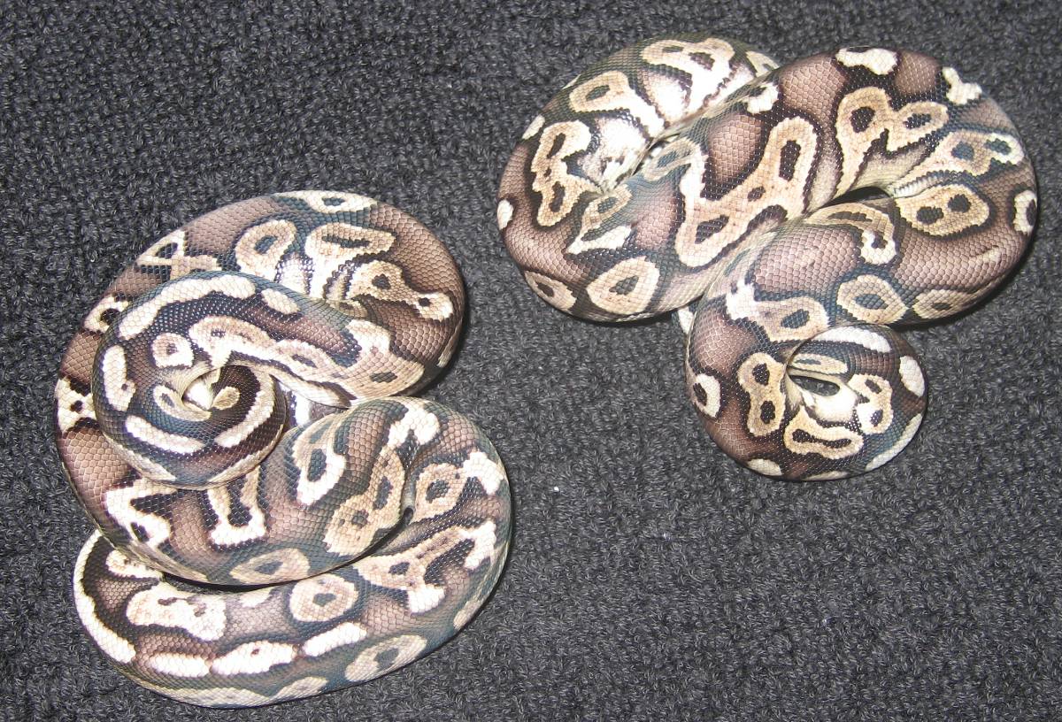 07 pewter hatchlings