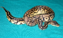 07 male pewter