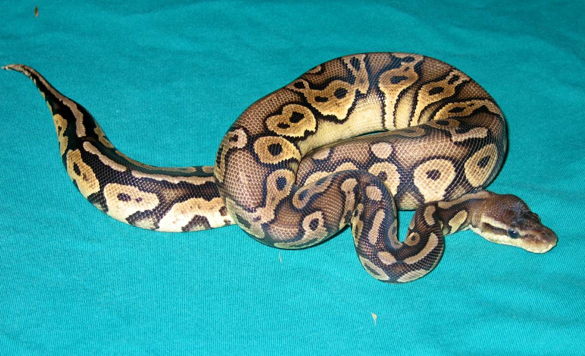 07 male pewter