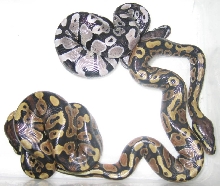 Axanthic poss het albino