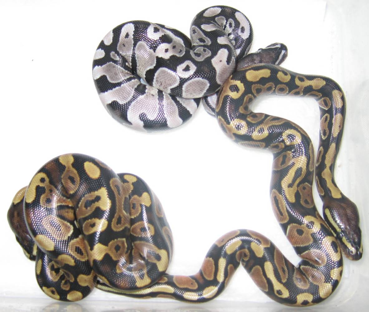 Axanthic poss het albino