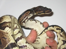 female granite