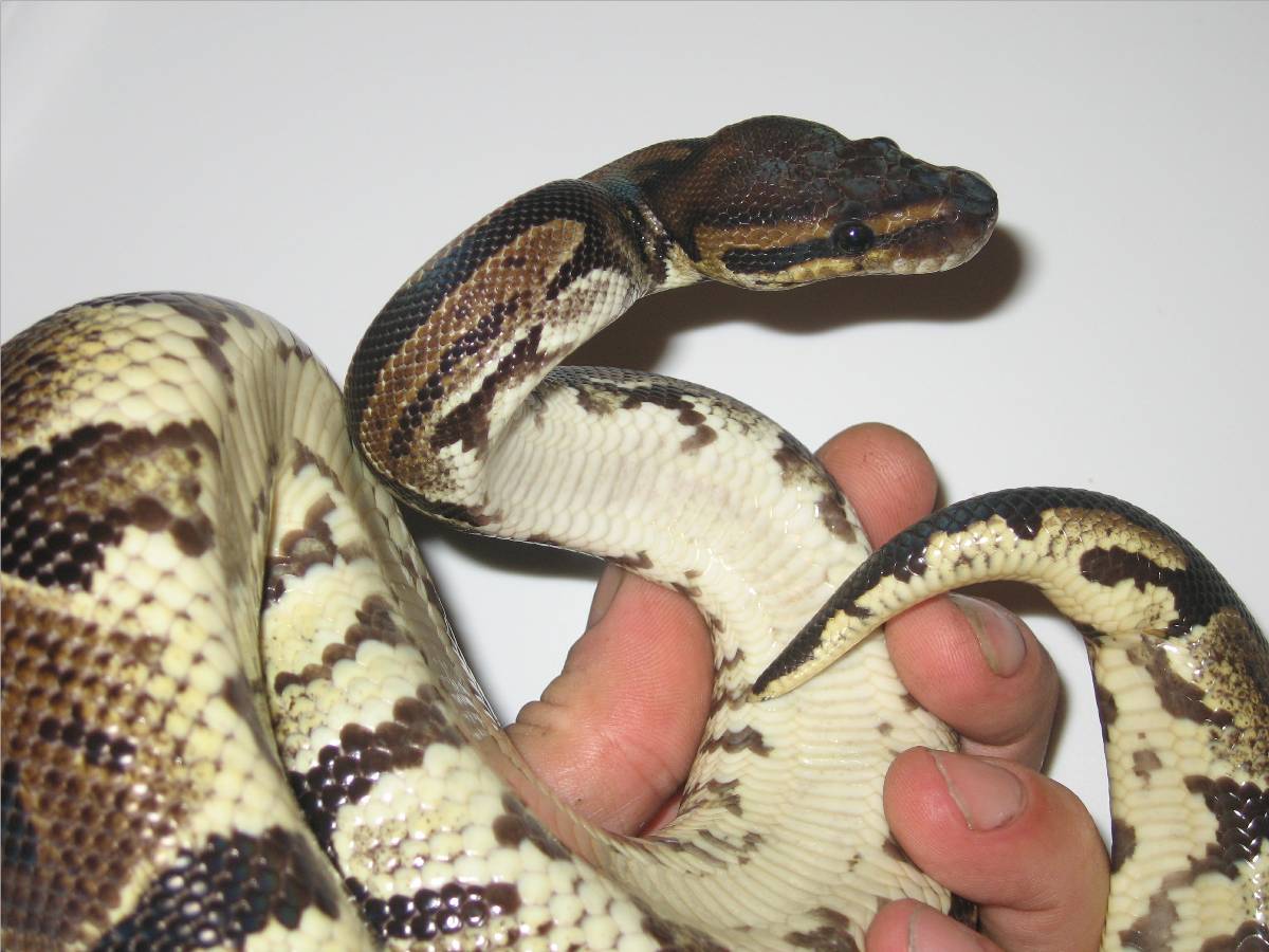 female granite