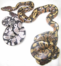 axanthic, snow clutch
