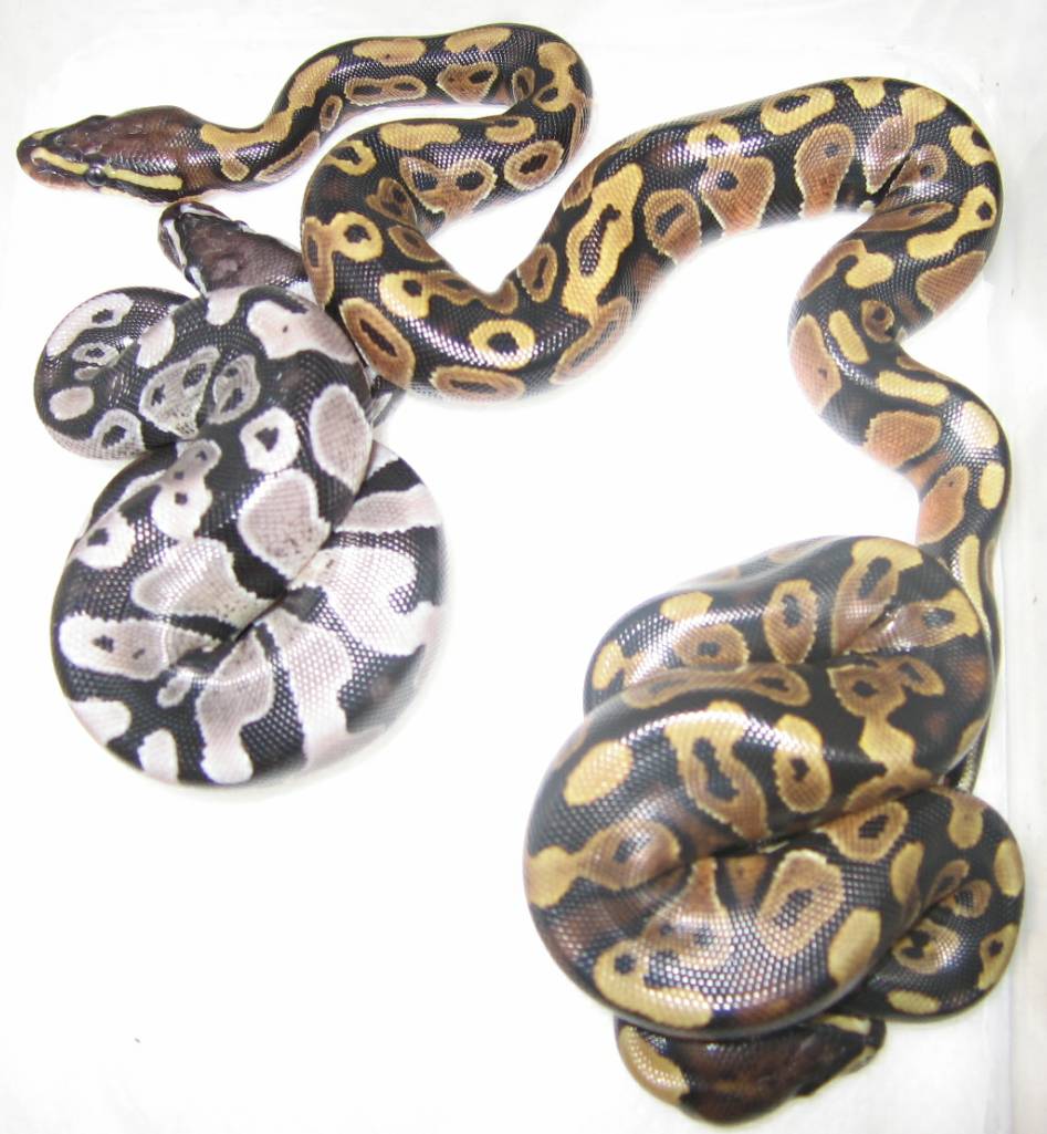 axanthic, snow clutch