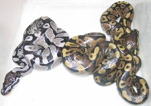 Axanthic, het snow clutch