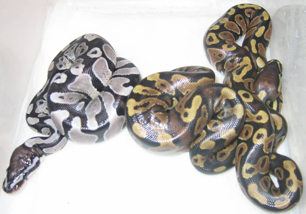 Axanthic, het snow clutch