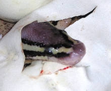 Pastel hatching