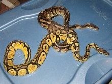 male cinny and female pastel