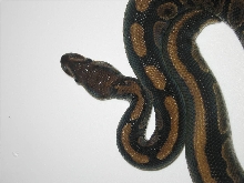 female granite
