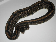 female granite?