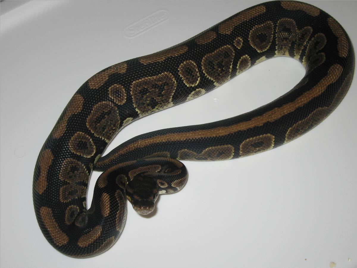 female granite?