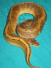 female pinstripe