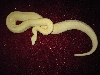 04 snow boa