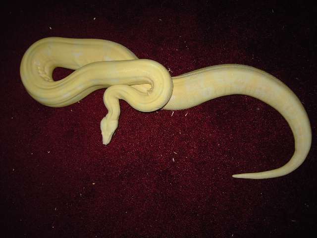 04 snow boa