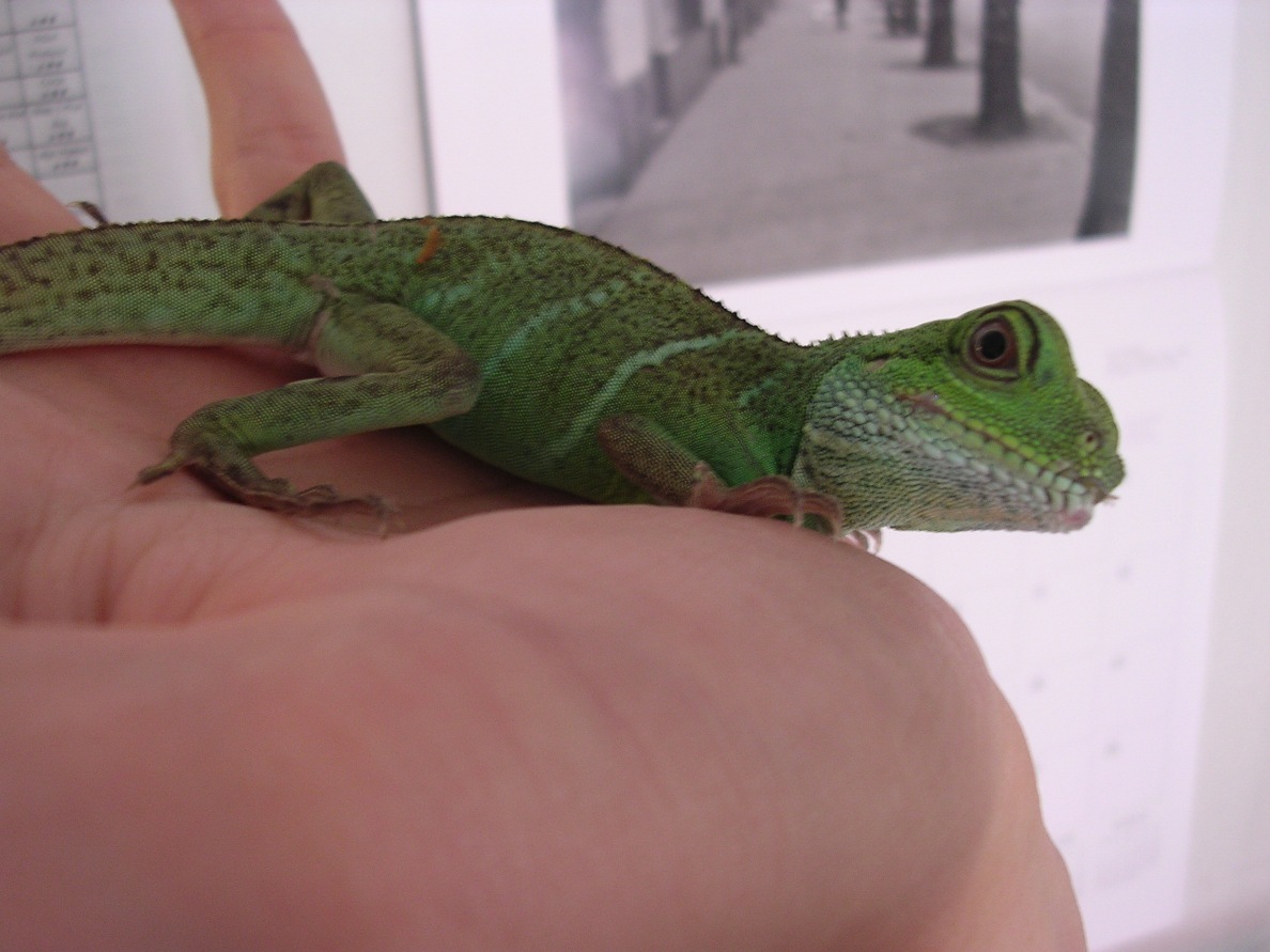 lizard