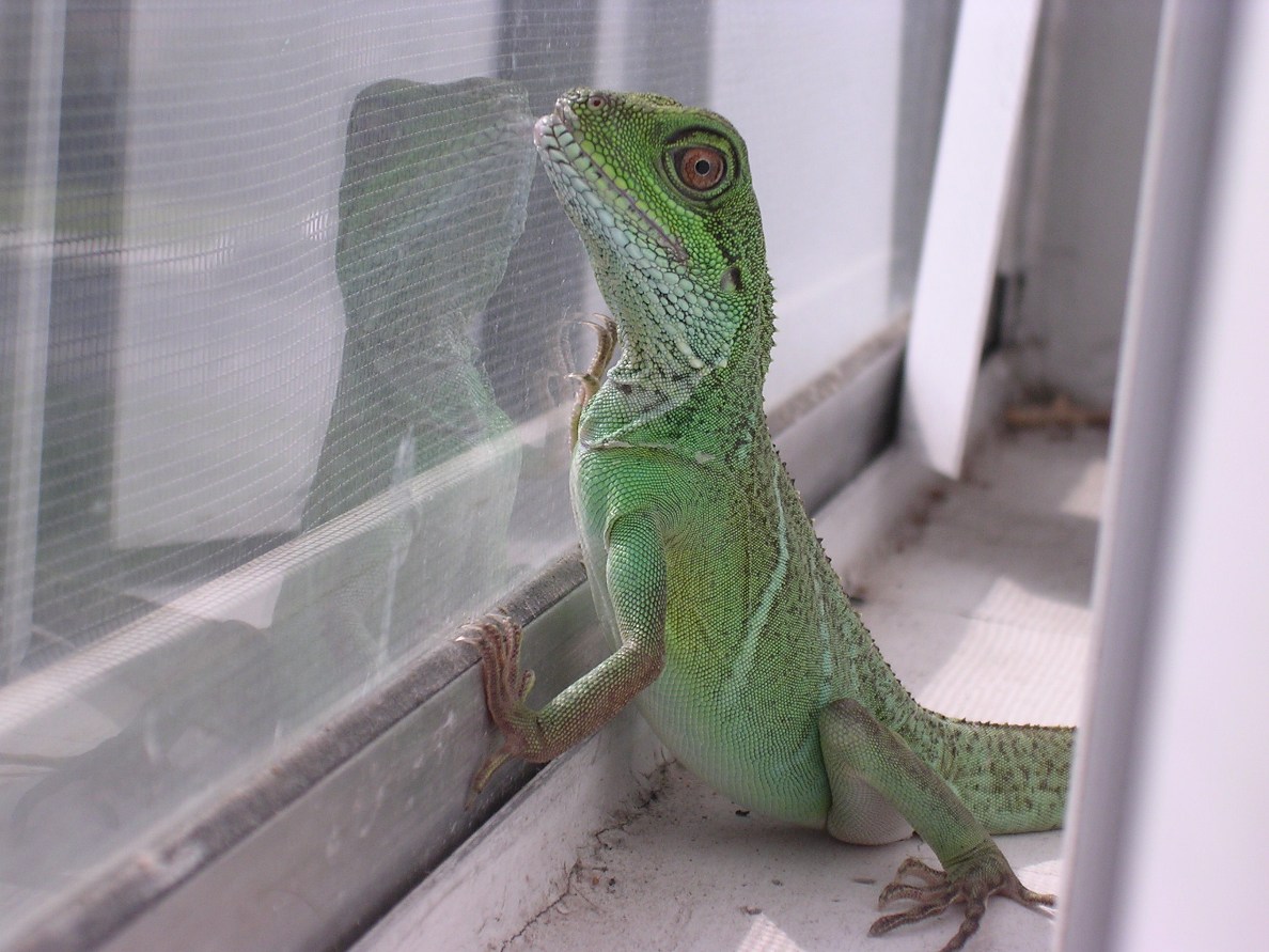 Window2
