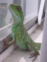 Window gazing