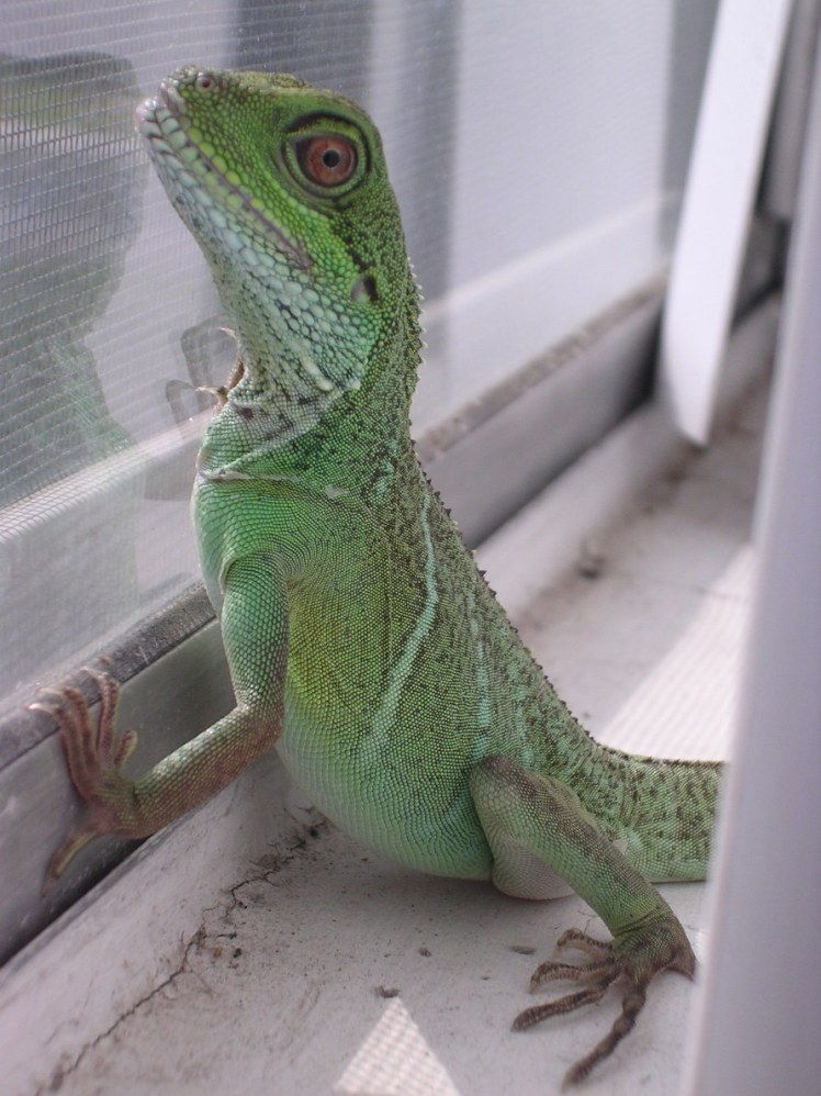 Window gazing