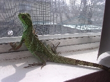 Back shot (male or female?)