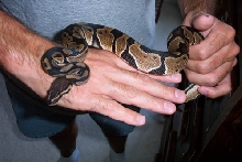 Maynard my new ball python