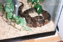 Maynard my new ball python