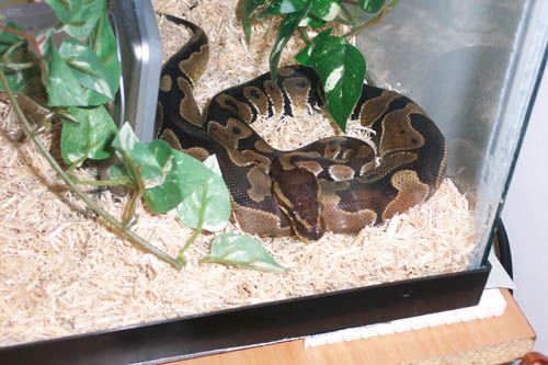 Maynard my new ball python