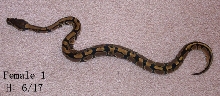 Normal Female 1