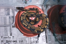 Normal Female 2