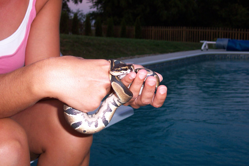 Hot Guy by the Pool